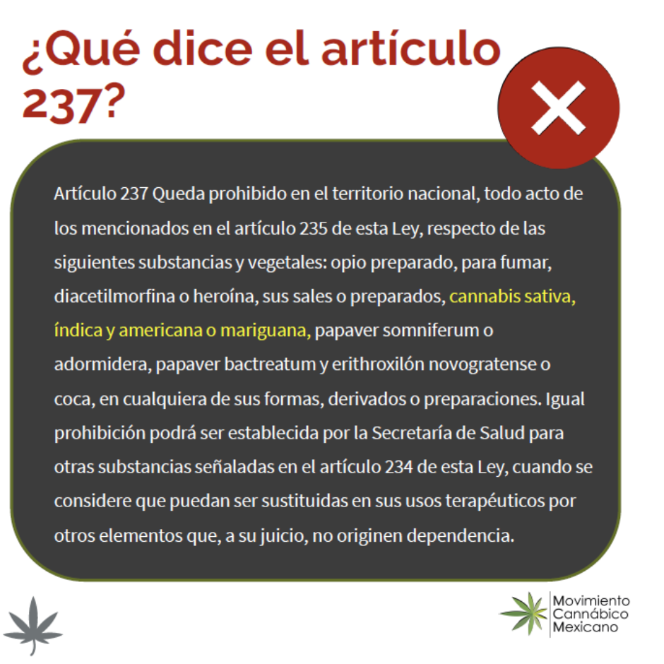 articulo237cannabis